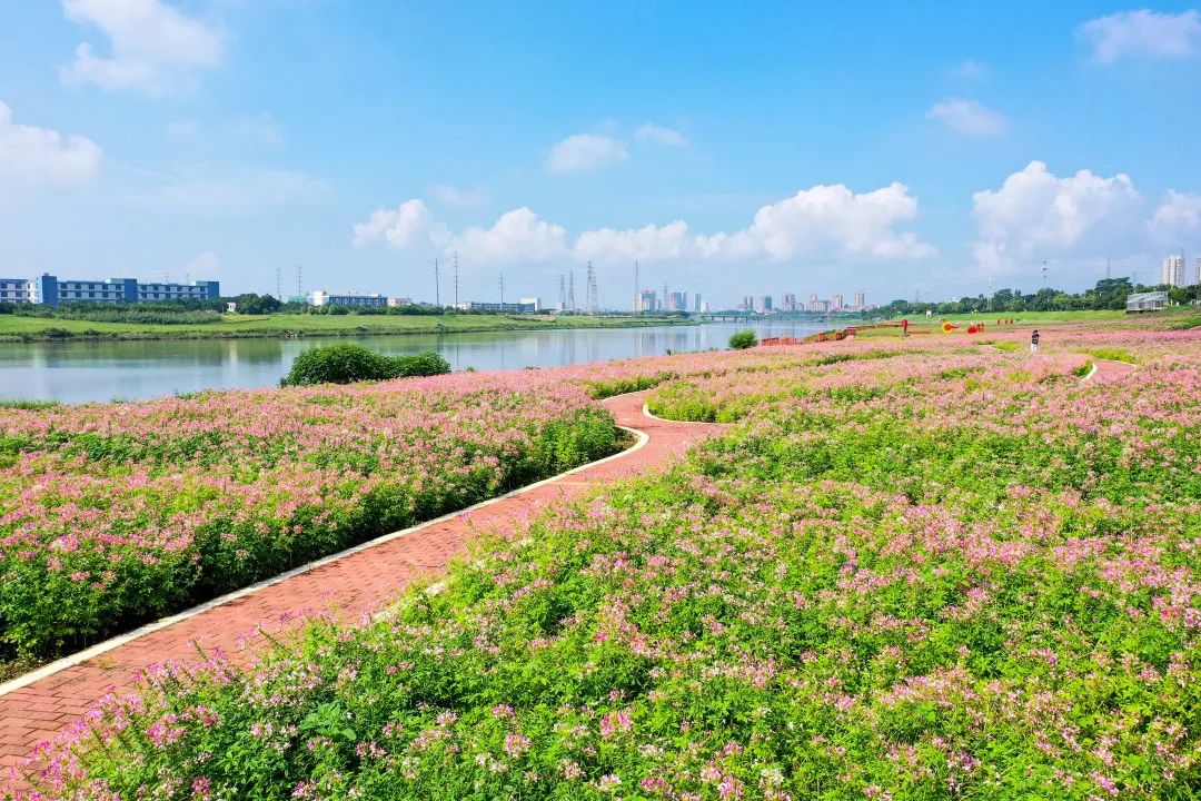 芦苞花海生态公园