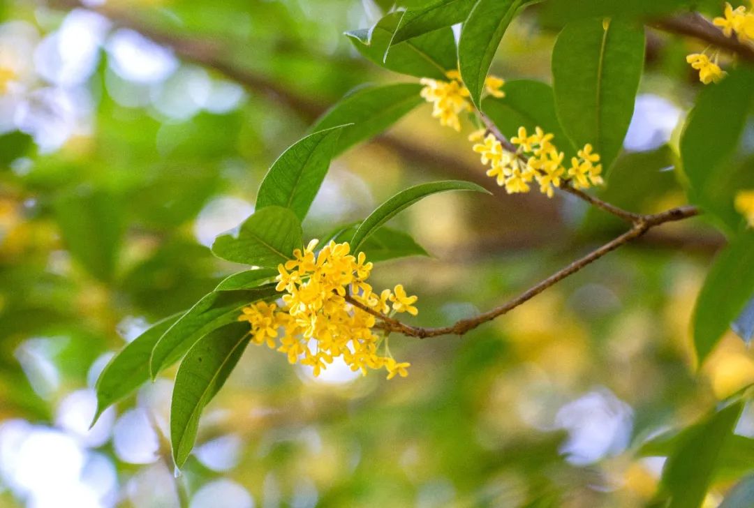 西樵山桂花园